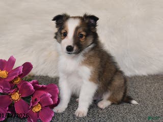 Shetland Sheepdog dogs Silas - Ad 22