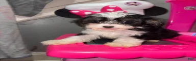 Shihpoo 1