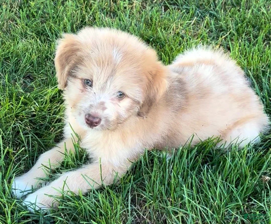 Mini Aussiedoodle dogs for sale: Tinsley - Ad 2