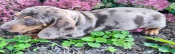 Miniature Dachshund dogs for sale: Murphy  - Ad 4