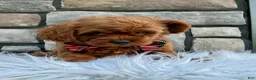 Cavapoo dogs for sale: Snickers - Ad 2