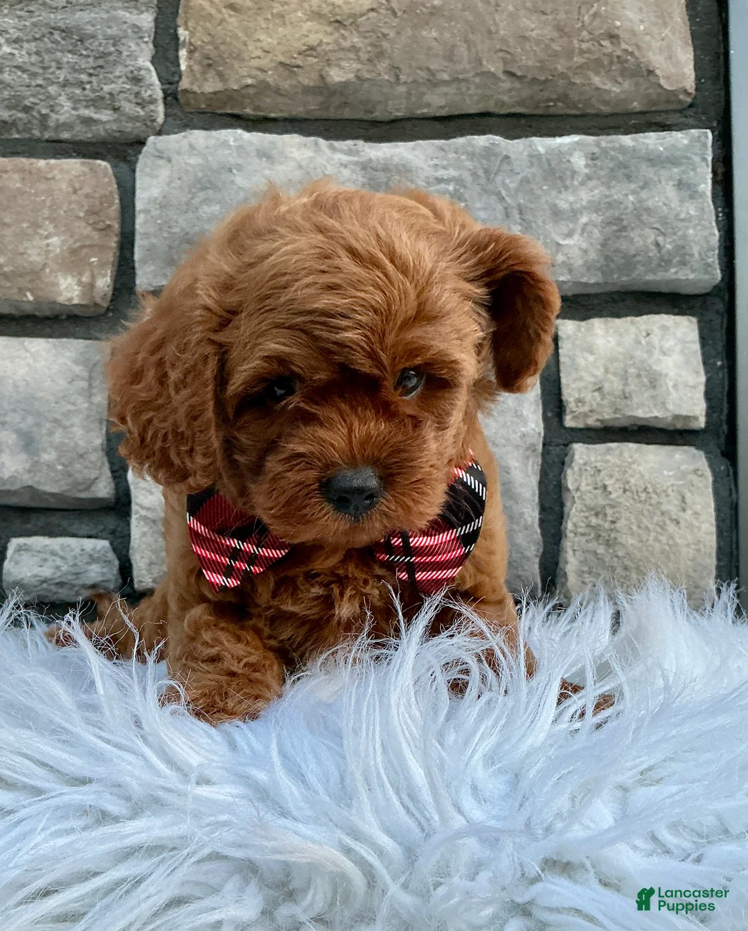 Cavapoo dogs for sale: Snickers - Ad 2