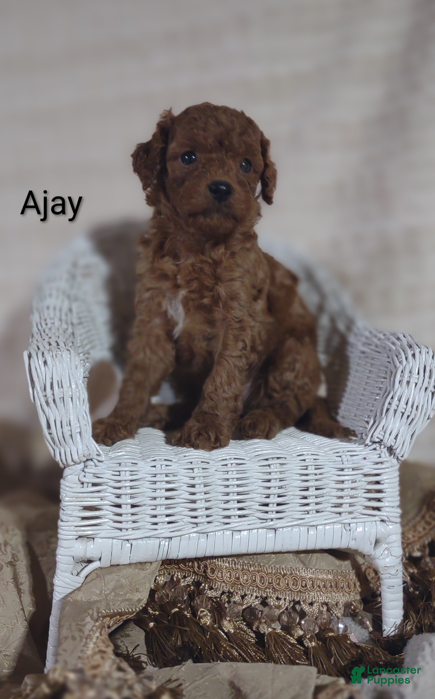 Cavapoo dogs Cavapoo F1b 6 Ajay RESERVED  - Ad 2