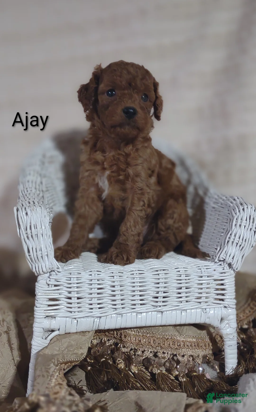 Cavapoo dogs for sale: Cavapoo F1b 6 Ajay RESERVED  - Ad 2