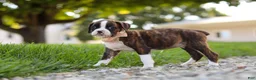Boxer dogs for sale: Lillian - Ad 7