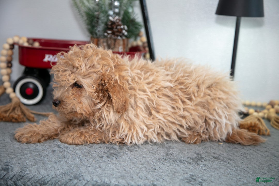 Mini Goldendoodle dogs for sale: Maverick - Ad 3
