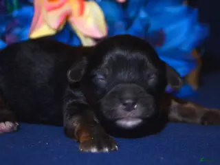 Yorkiepoo dogs Yorkiepoo Pepper - Ad 42