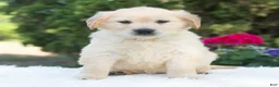 Golden Retriever dogs for sale: Bluebelle  - Ad 3