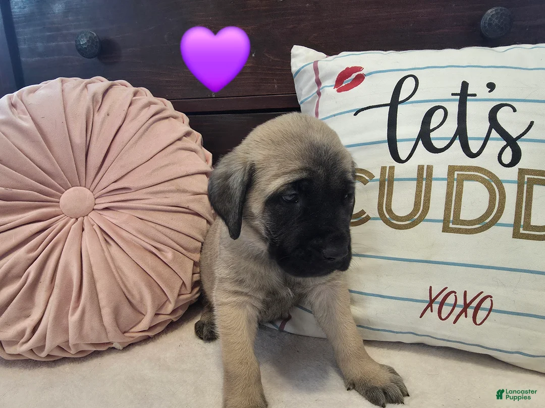 English Mastiff dogs for sale: Purple Collar  - Ad 1