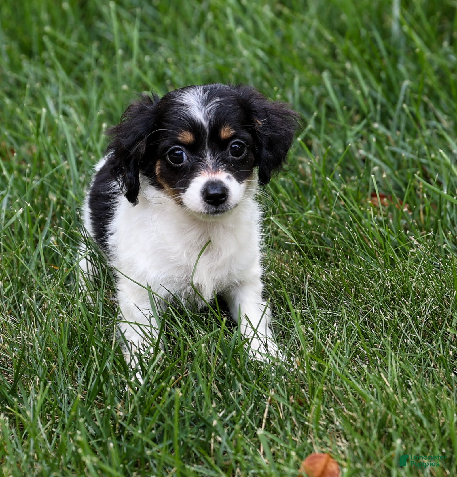 Chihuahua Puppies for sale in Millersburg, Ohio Lancaster Puppies