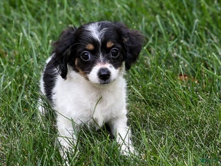 Mixed Breed dogs - Ad 8