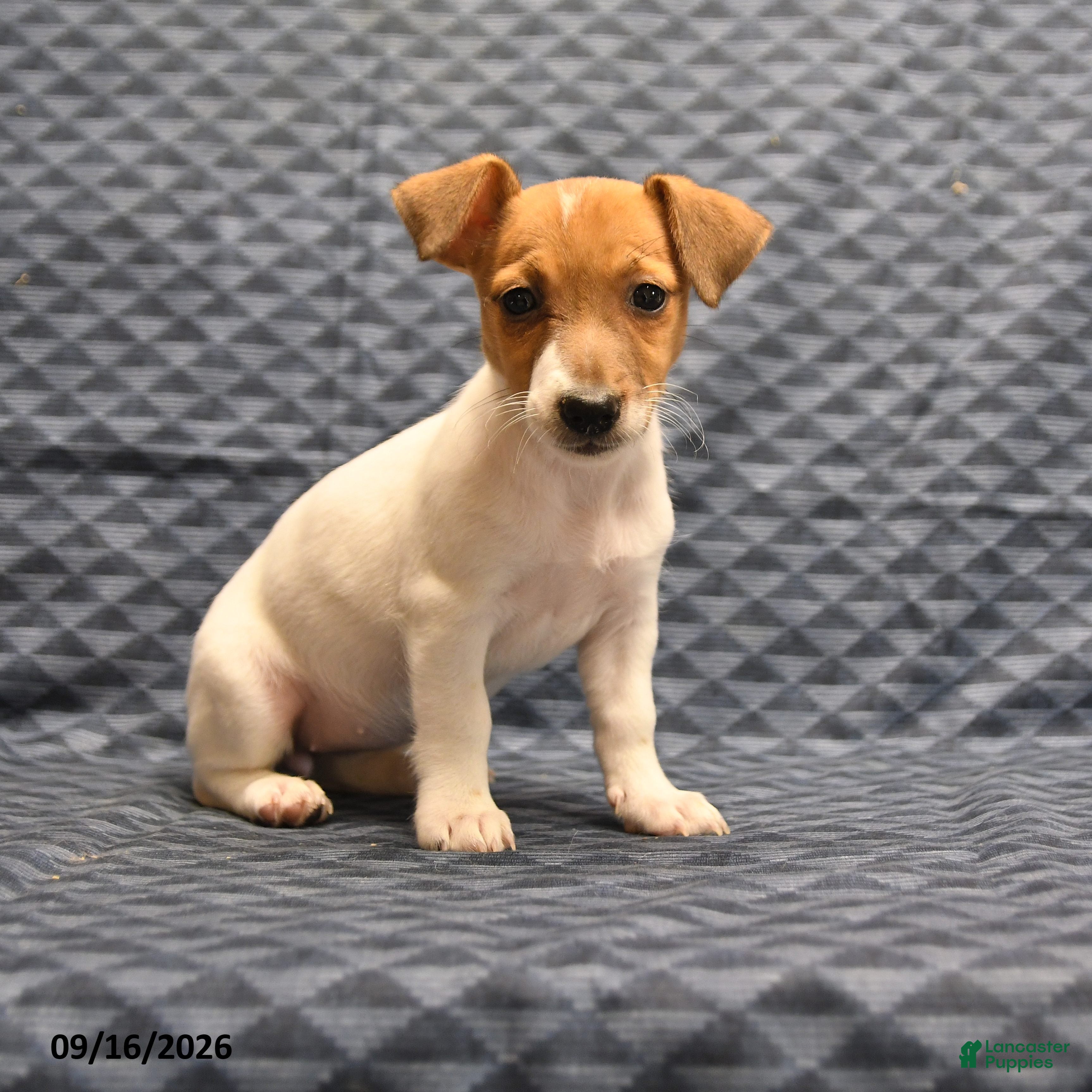 Jack Russell Terrier dogs Lena - Ad 1