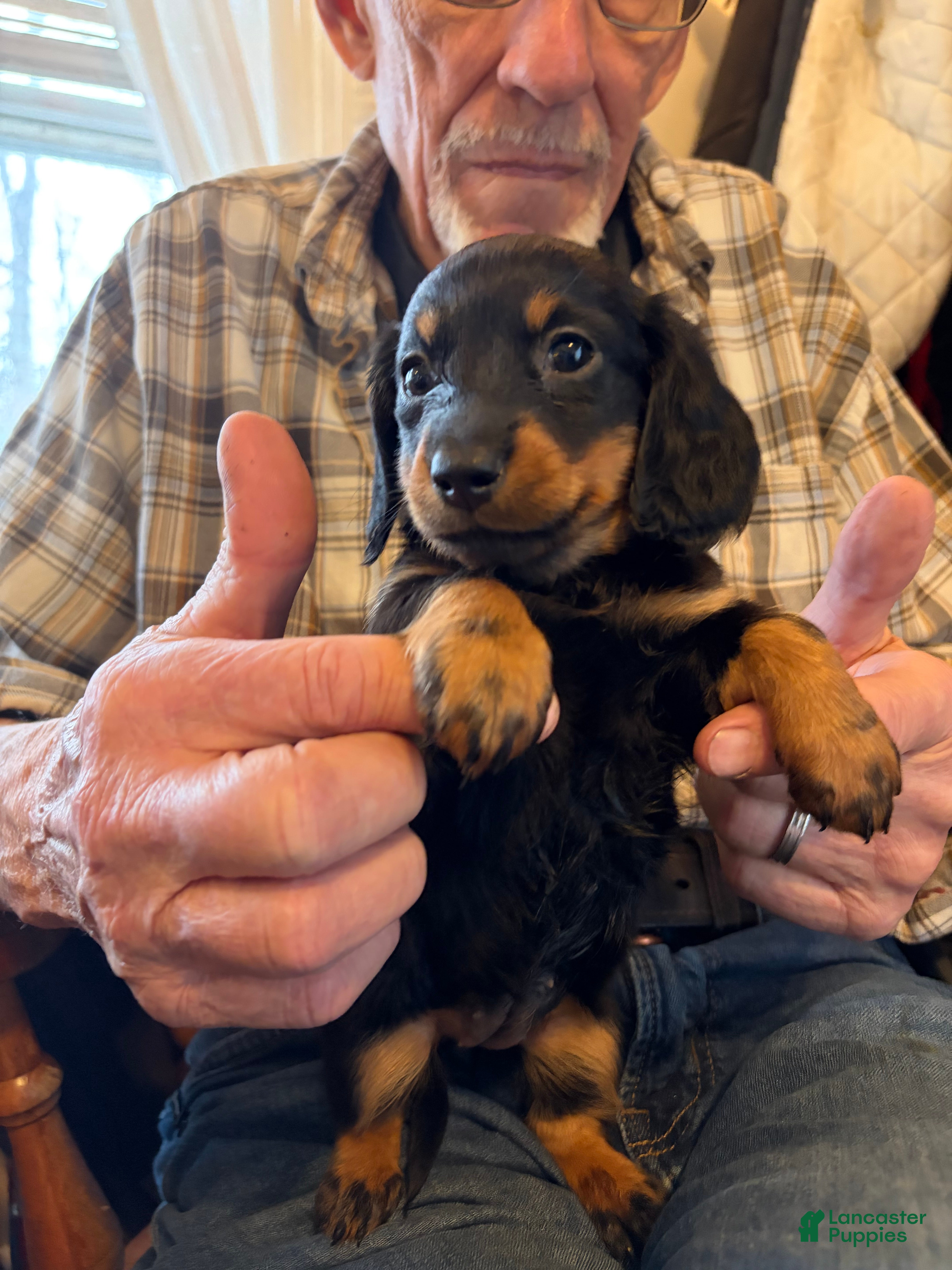 Dachshund dogs Lilly - Ad 2