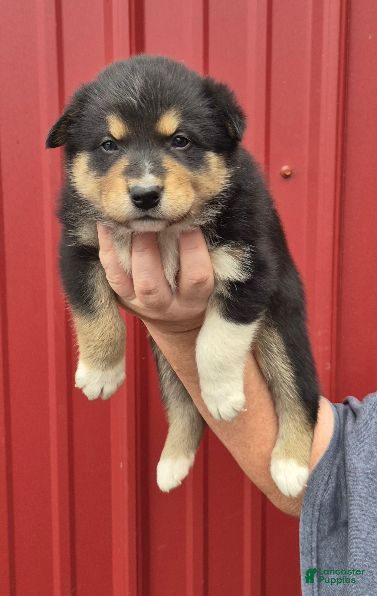 Mixed Breed dogs Mixed Breed 2 - Ad 32