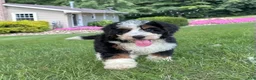 Mini Bernedoodle dogs for sale: Bristol Video ad  - Ad 3