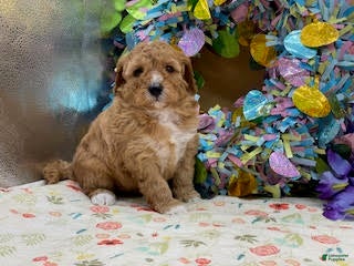 Mini Goldendoodle dogs Sandy Mini Goldendoodle Puppy  - Ad 1