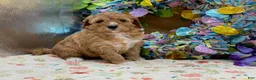 Mini Goldendoodle dogs for sale: Sandy Mini Goldendoodle Puppy  - Ad 1