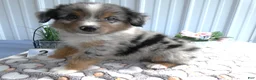 Miniature Australian Shepherd dogs for sale: Miniature Australian Shepherd 2 Ross - Ad 3