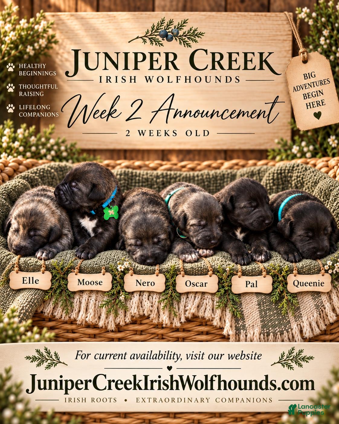 Irish Wolfhound dogs 4 Males, and 2 Females - Ad 1