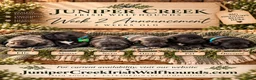 Irish Wolfhound dogs for sale: 4 Males, and 2 Females - Ad 1