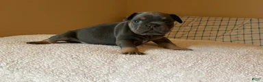 French Bulldog Puppy 1