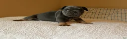French Bulldog dogs for sale: French Bulldog Puppy 1 - Ad 1