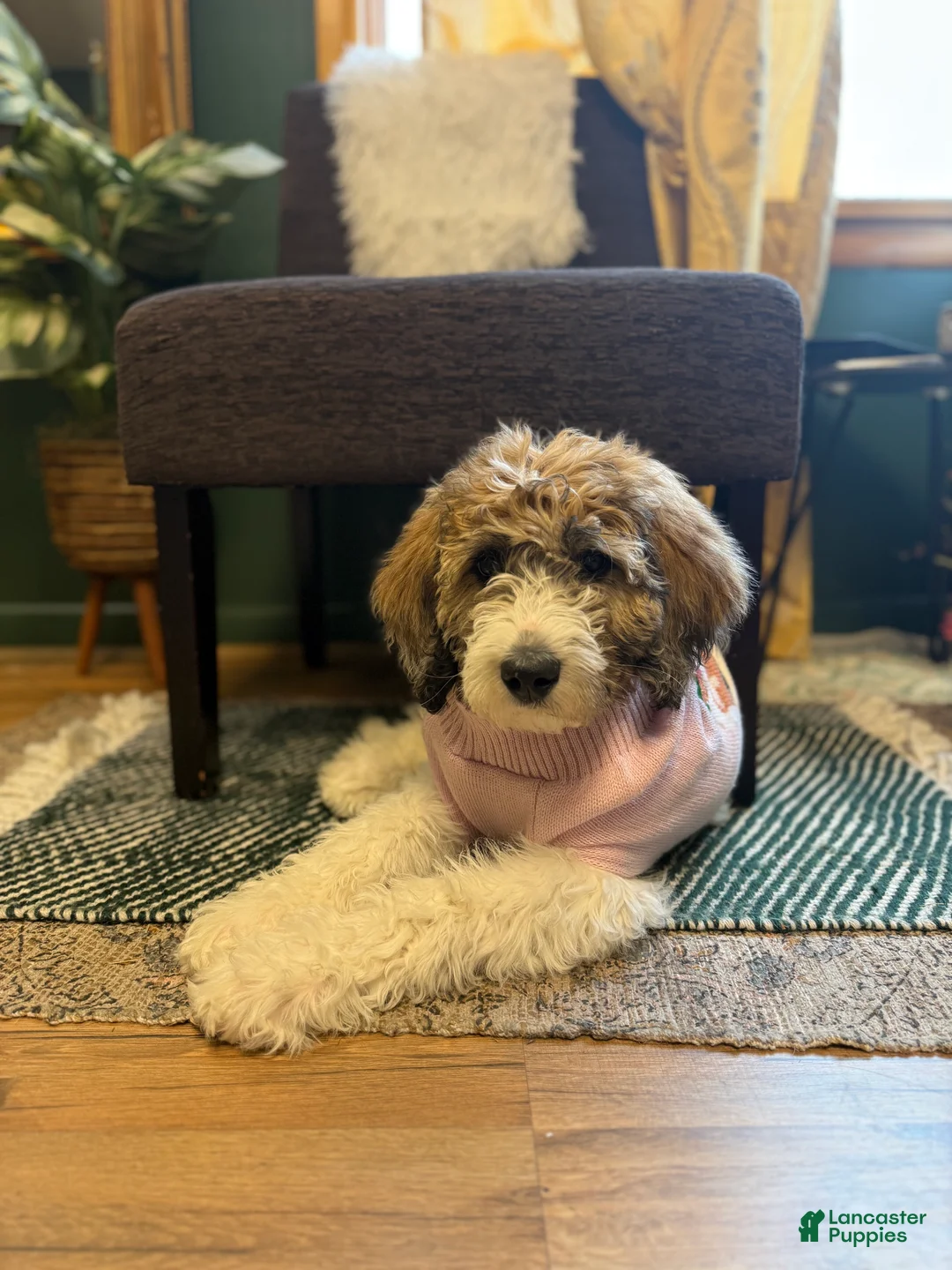 Saint Berdoodles dogs for sale: Saint Berdoodle 6mo Puppy - Ad 8