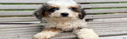 Mini Bernedoodle dogs for sale: Clementine - Ad 2