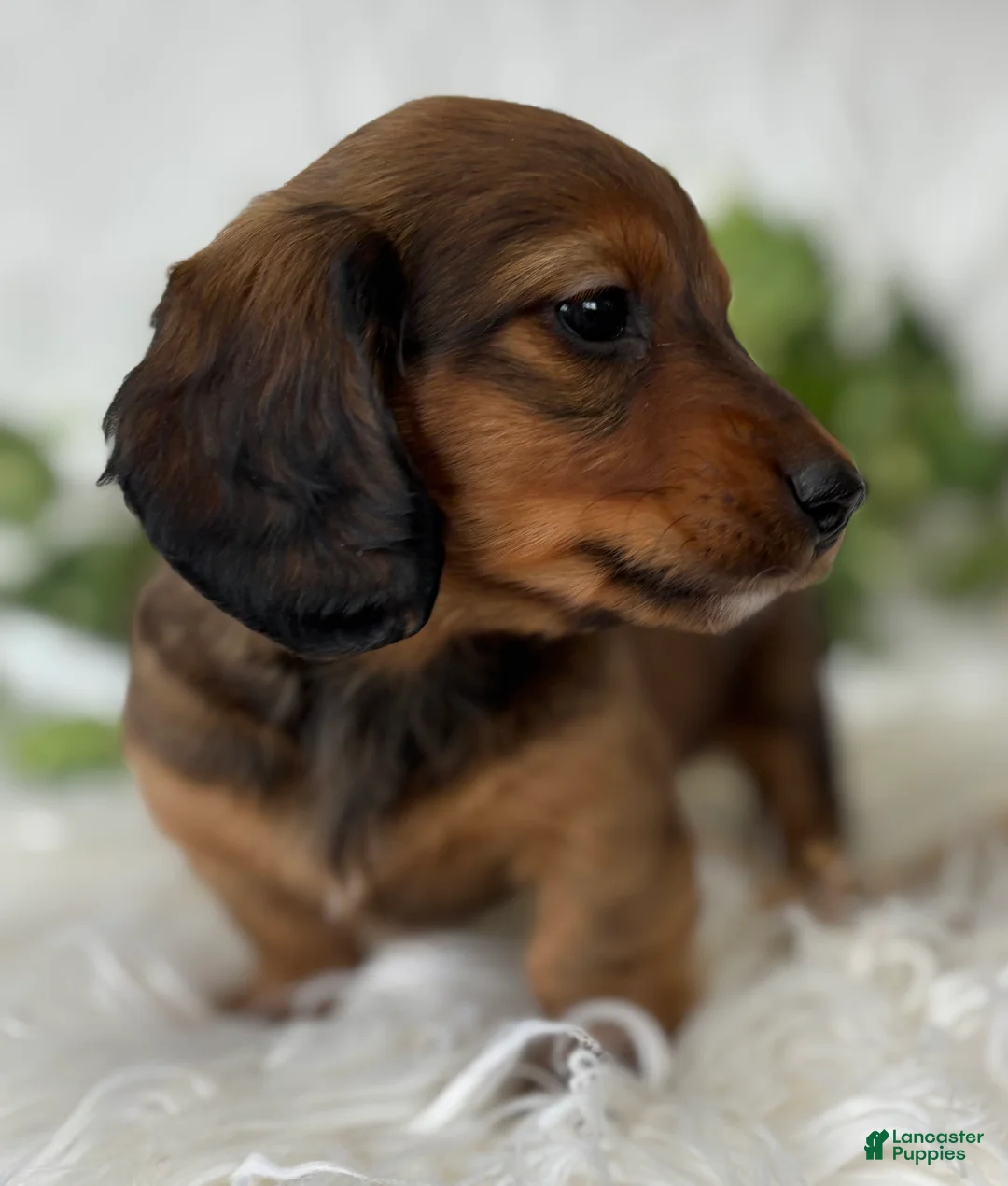 Miniature Dachshund dogs for sale: Star Girl Miniature Dachshund  - Ad 12