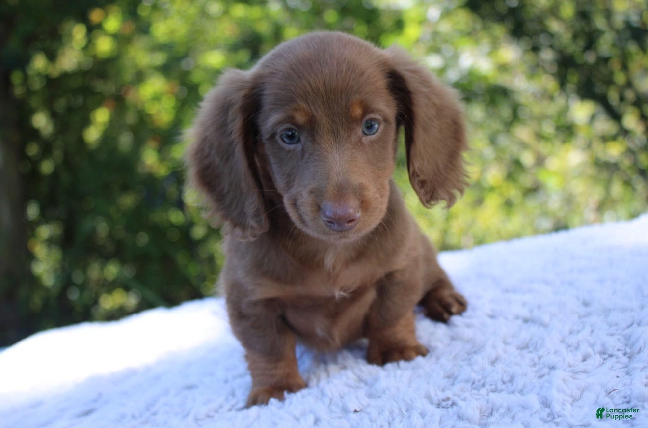 Milo (Dachshund, Male) in Beach City, OH