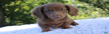 Milo