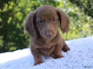 Dachshund dogs Milo - Ad 5