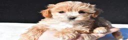 Maltipoo dogs for sale: Cassidy - Ad 8