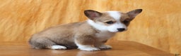 Welsh Corgi Pembroke dogs for sale: Brady - Ad 5