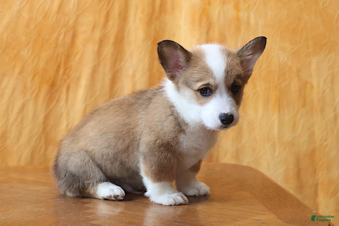 Welsh Corgi Pembroke dogs for sale: Brady - Ad 5