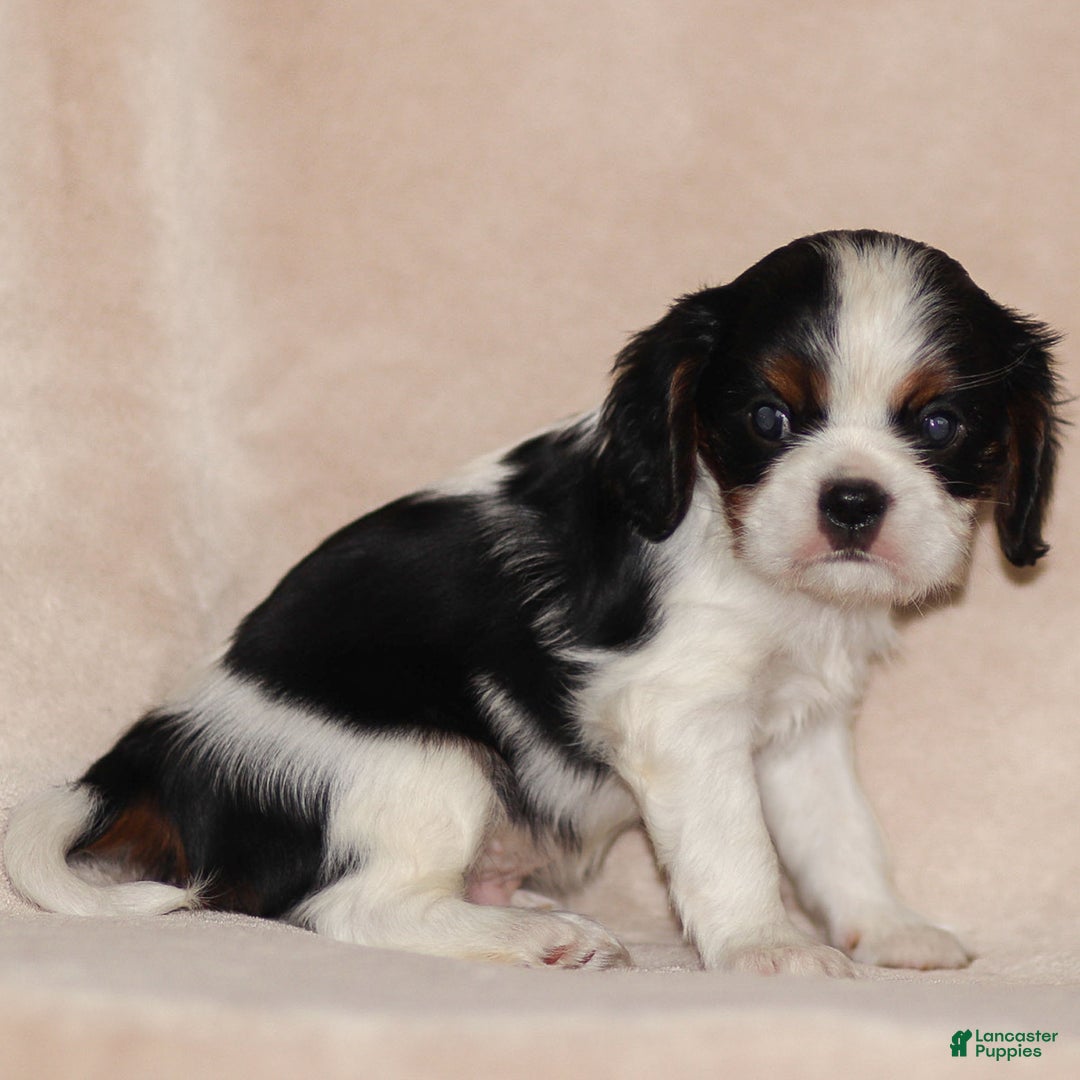 Cavalier King Charles Spaniel dogs for sale: Azriel - Ad 6