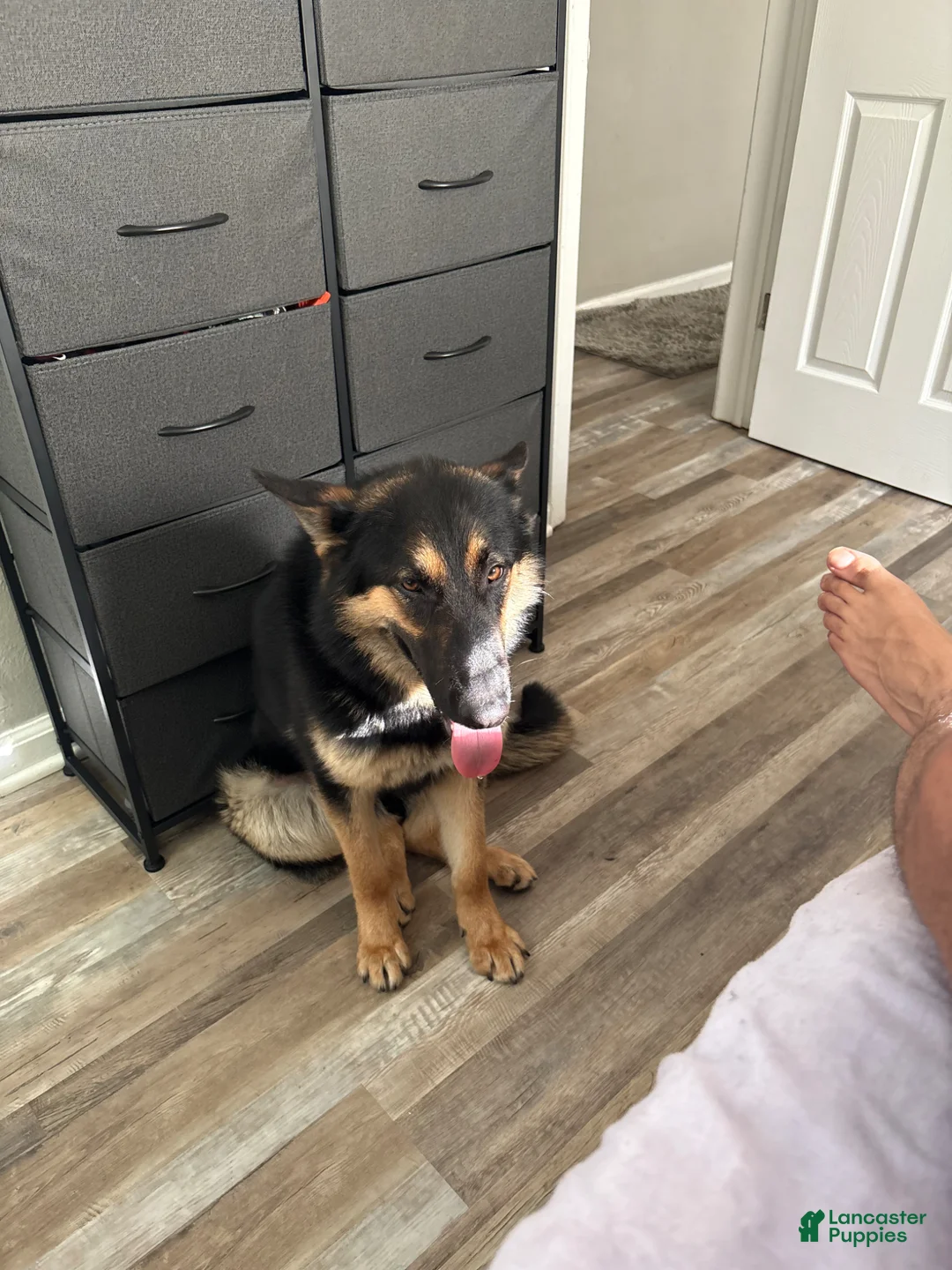 German Shepherd dogs for sale: German Shepherd Puppy 1 - Ad 3