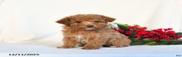 Toy Poodle dogs for sale: Vanilla - Ad 1