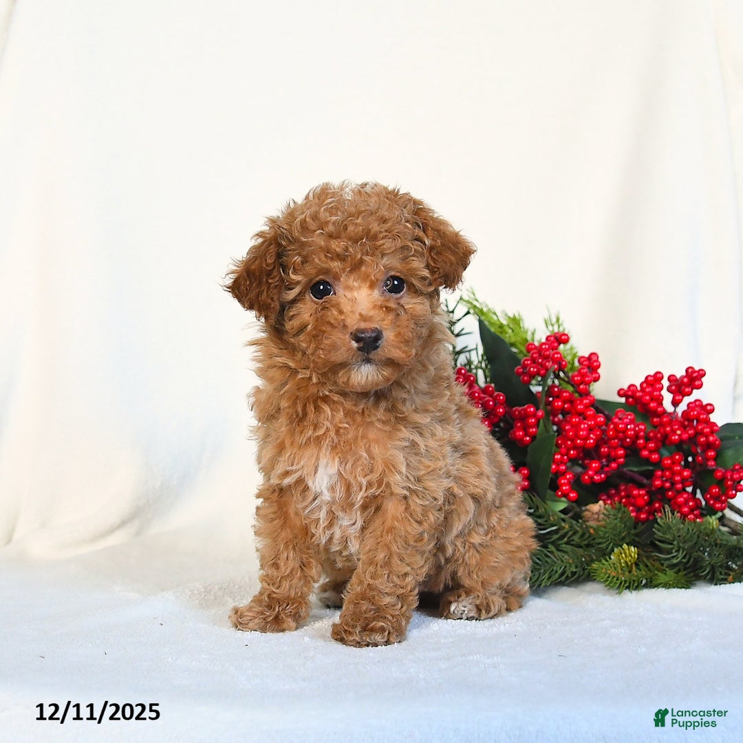 Toy Poodle dogs for sale: Vanilla - Ad 1