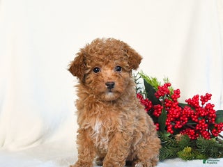 Toy Poodle dogs Vanilla - Ad 29