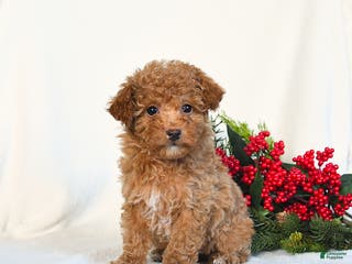 Toy Poodle dogs Vanilla - Ad 15