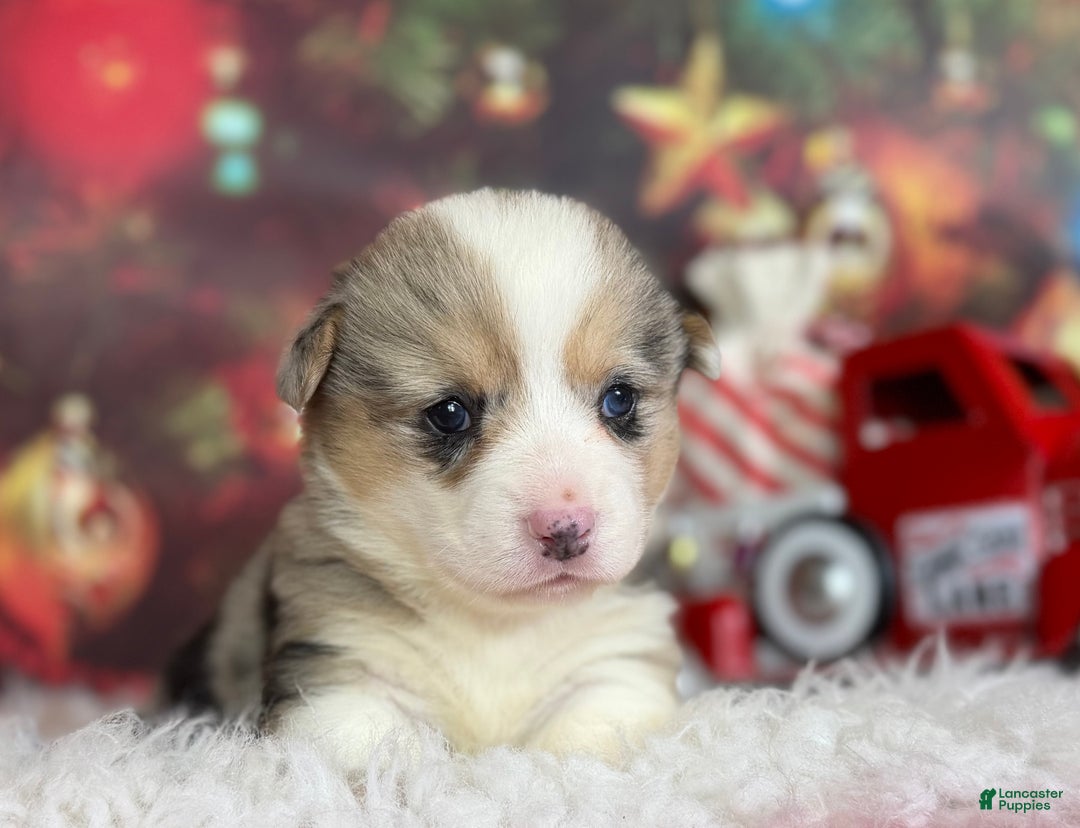 Welsh Corgi Pembroke dogs for sale: ACA jingle DNA clear full tail Bluie Fluffy Carrier  - Ad 2