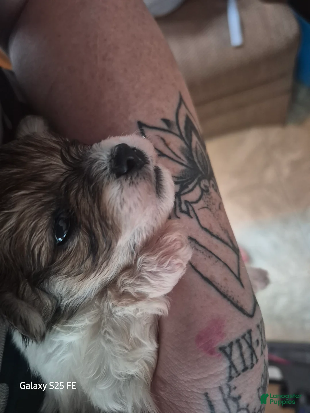 Mixed Breed dogs for sale: Mixed Breed 3 - Ad 2