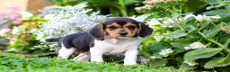 Beagle dogs for sale: Paisley - Ad 4