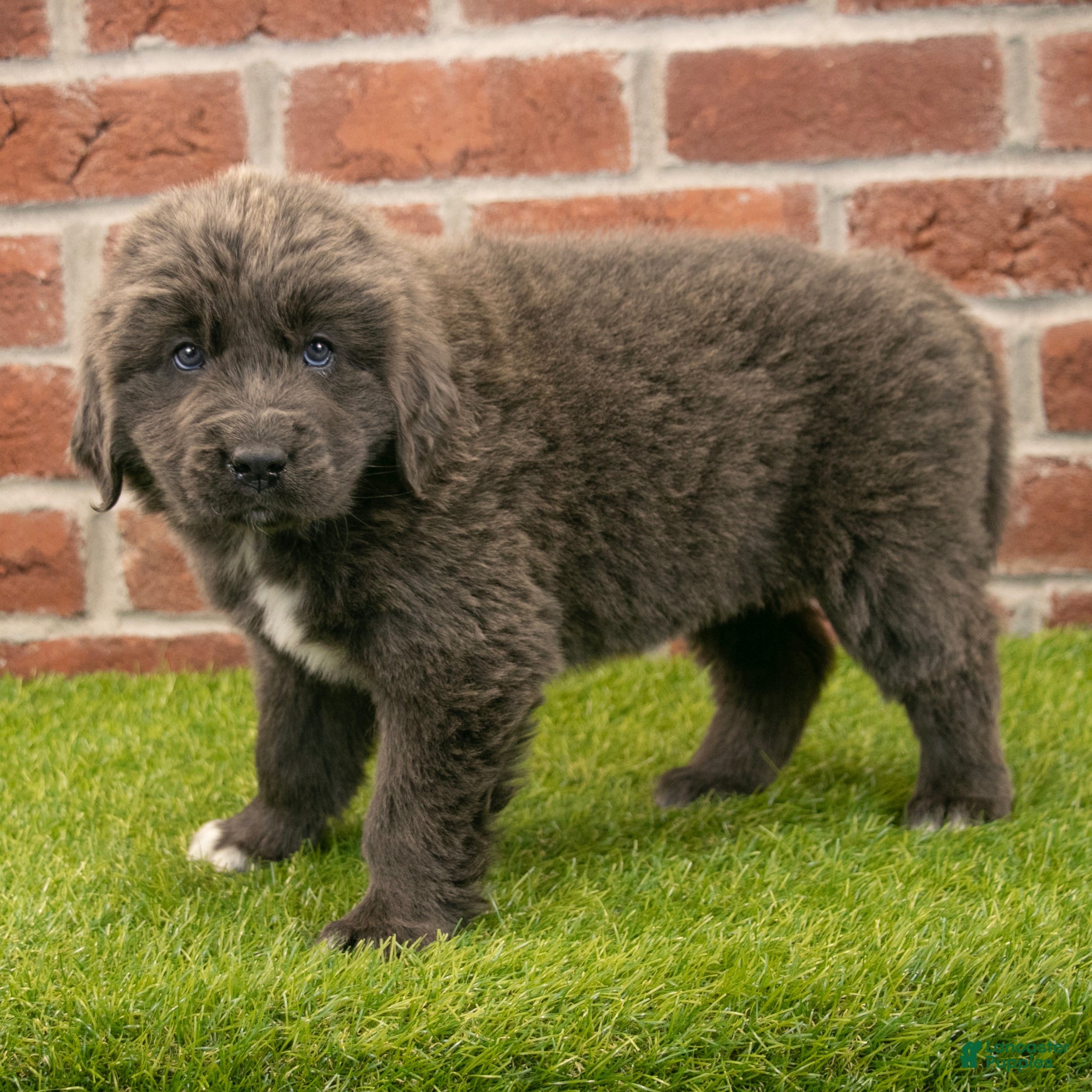 Newfoundland dogs for sale: Jenny - Ad 2