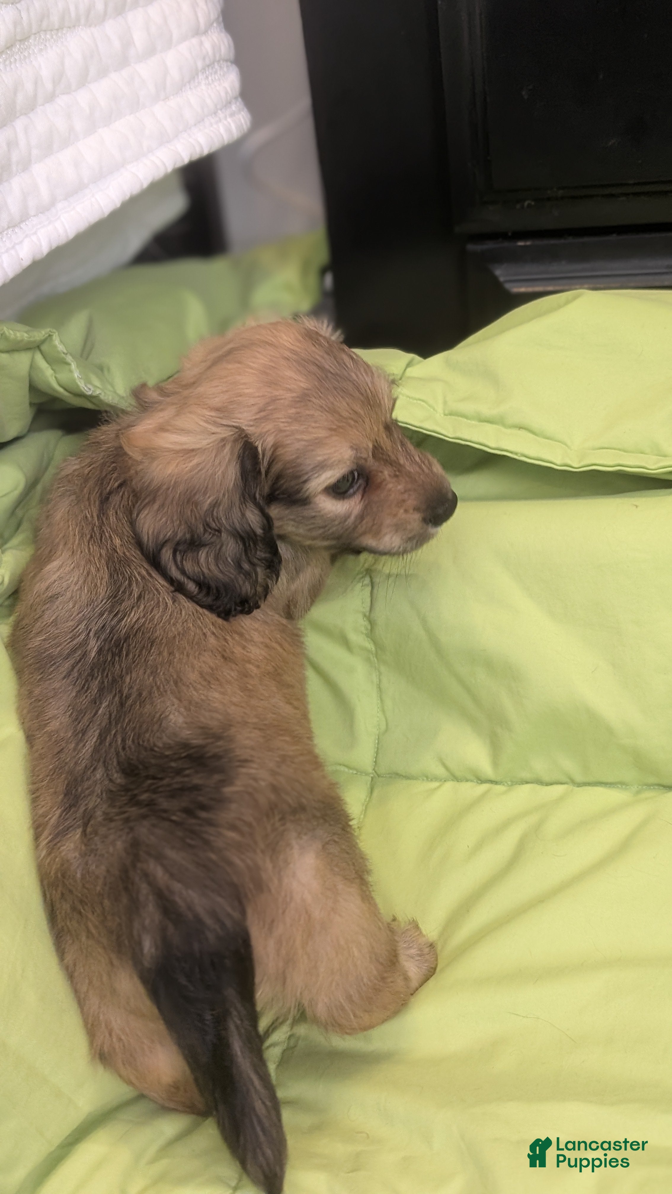 Miniature Dachshund dogs Jiff - Ad 2
