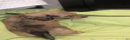 Miniature Dachshund dogs for sale: Jiff - Ad 4