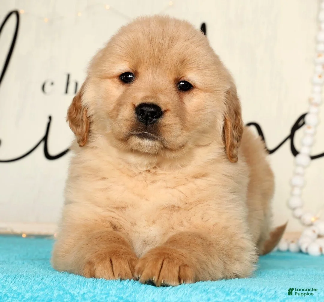 Golden Retriever dogs for sale: Roxey - Ad 8