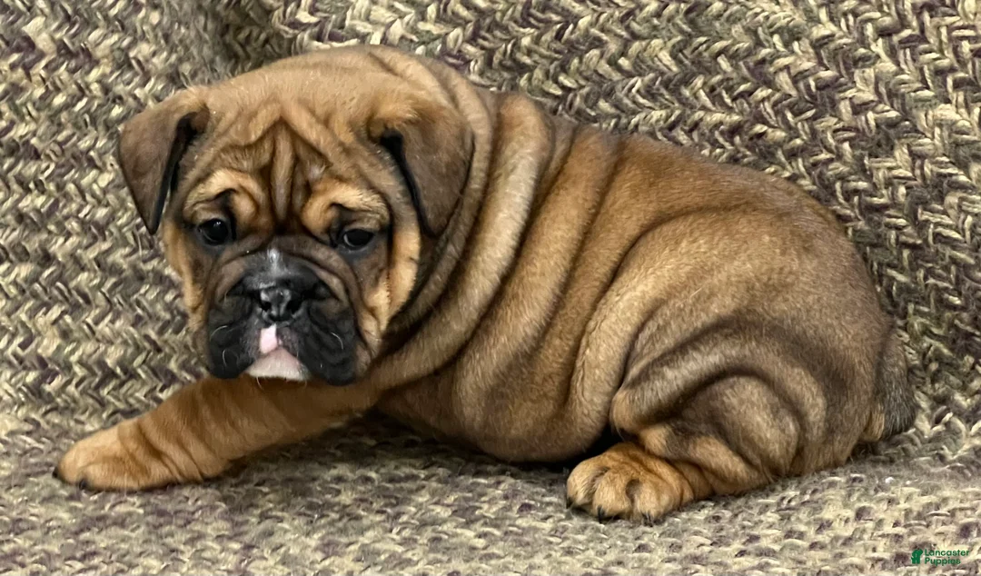 English Bulldog dogs for sale: Rosie - Ad 2