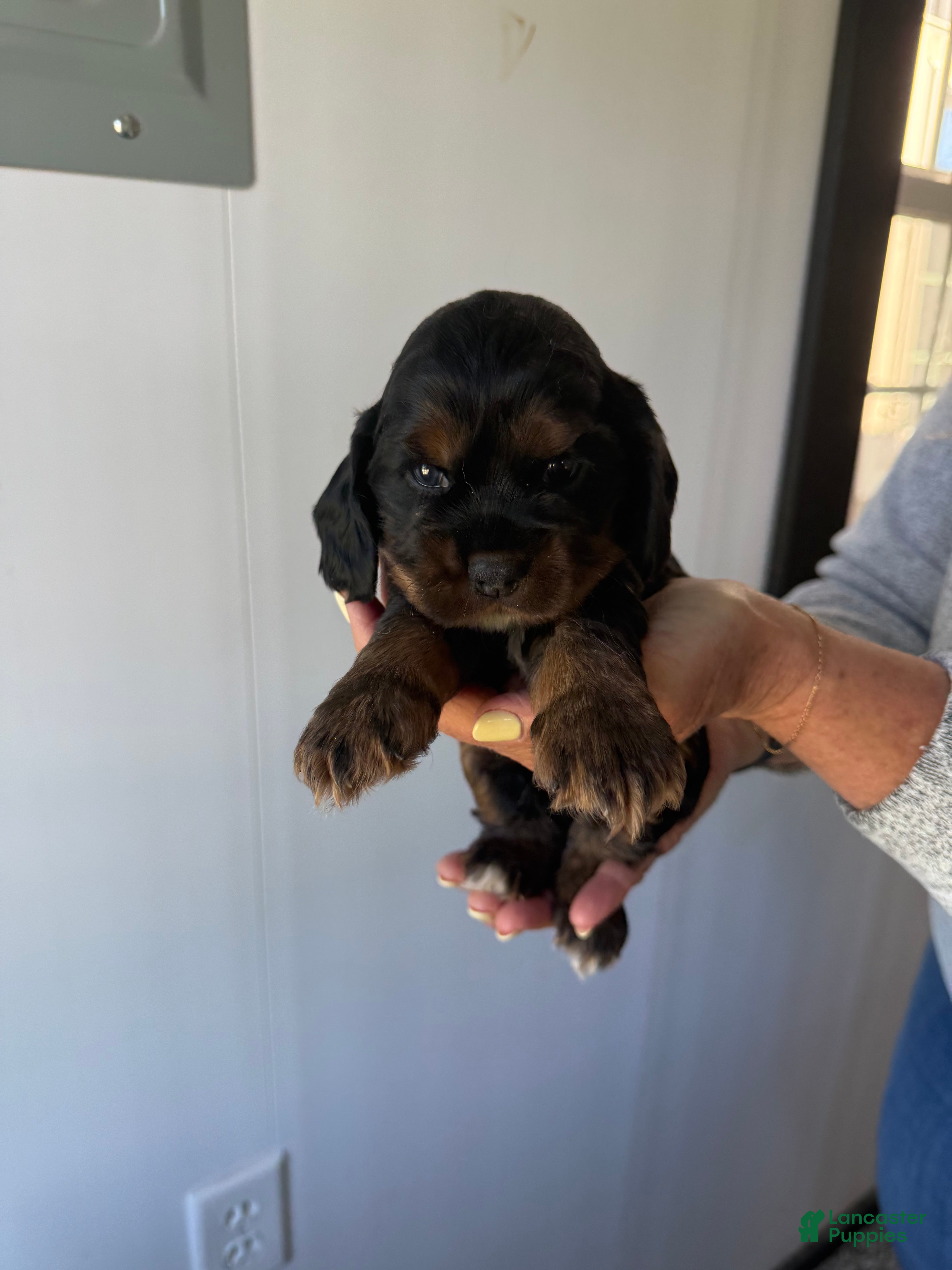 Cocker Spaniel dogs Enzo - Ad 1